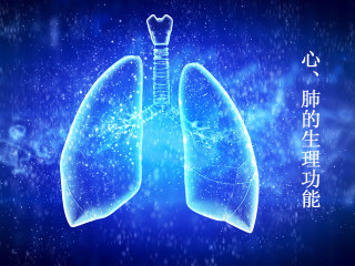 心、肺的生理功能